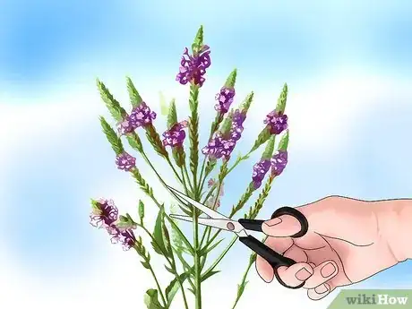 Image titled Grow Verbena Step 9