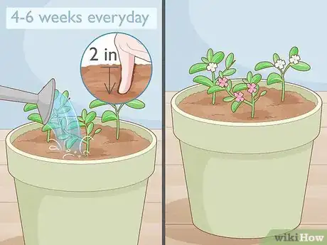 Image titled Grow Night Scented Stock Step 18