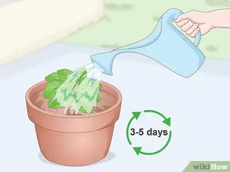 Image titled Divide Gerbera Daisies Step 11