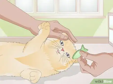 Image titled Use a Spray Bottle on a Cat for Training Step 10