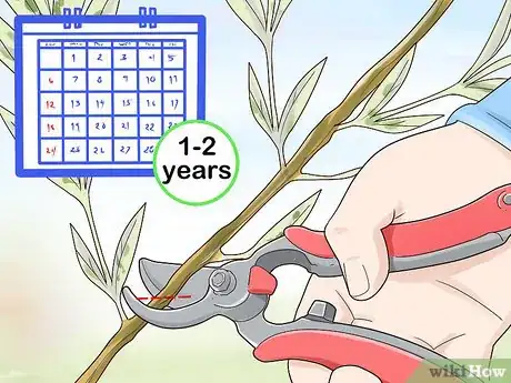 Image titled Prune a Dappled Willow Step 4