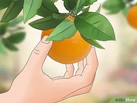 Image titled Harvest Oranges Step 3