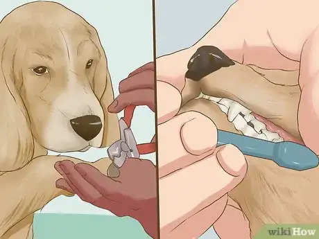 Image titled Provide Preventive Veterinary Care for Your Dog Step 11
