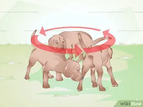 Image titled Identify Canine Ear Mites Step 3