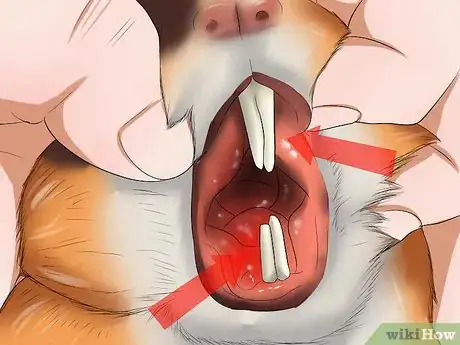 Image titled Know if a Pet Guinea Pig Is Ill Step 9