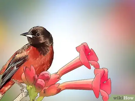Image titled Attract Orioles Step 4
