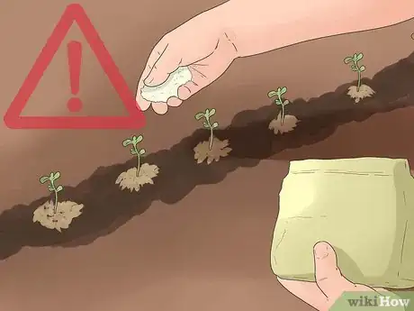 Image titled Grow Chickpeas Step 12