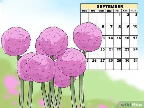 Image titled Plant Allium Bulbs Step 1