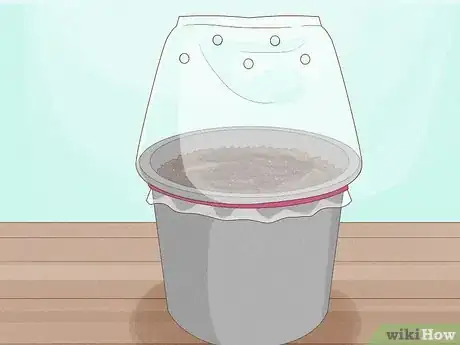 Image titled Grow Pawpaws Step 8