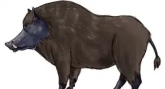 Draw a Boar