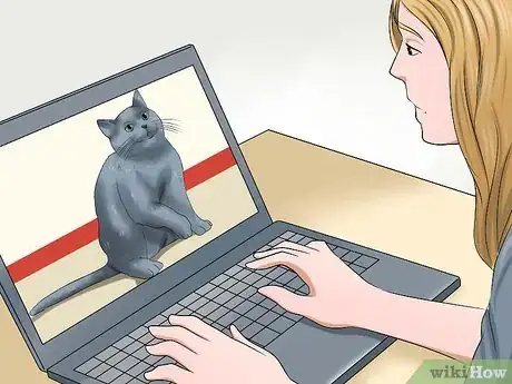Image titled Identify a Russian Blue Step 1