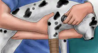 Splint a Dog's Leg