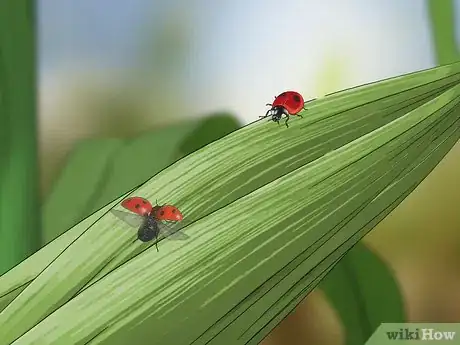 Image titled Control Corn Ear Worms Step 12