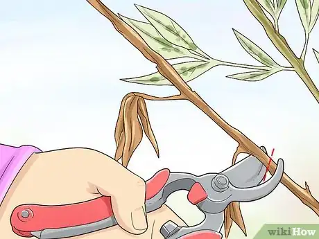 Image titled Prune a Dappled Willow Step 5