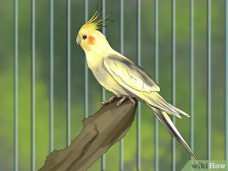 Image titled Pick a Cockatiel Step 9