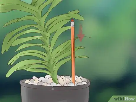 Image titled Grow Vanda Orchids Step 10