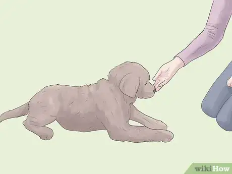 Image titled Raise a Balanced Puppy Step 8