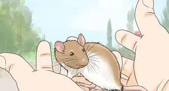 Play with Your Pet Rat