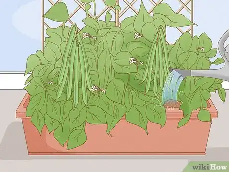 Image titled Grow Green Beans Indoors Step 11