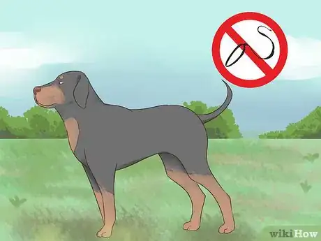 Image titled Choose Exercise That Strengthens Senior Dogs Step 10