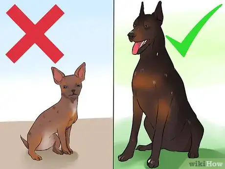 Image titled Choose the Right Dog Breed to Protect Your Home Step 9