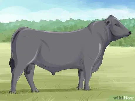 Image titled Identify Shorthorn Cattle Step 2