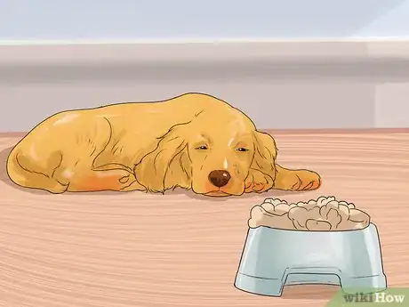 Image titled Diagnose Ear Infections in Cocker Spaniels Step 7