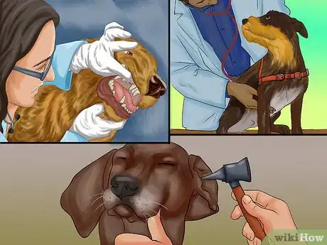 Image titled Perform Pre‐Breeding Health Checks for Dogs Step 2