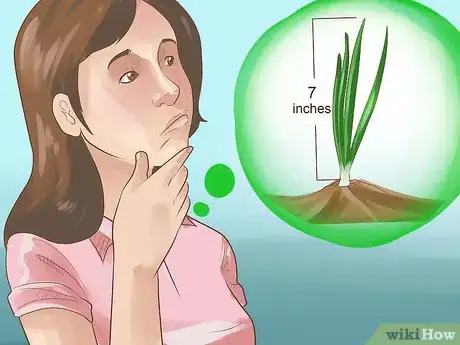 Image titled Grow Chives Step 17