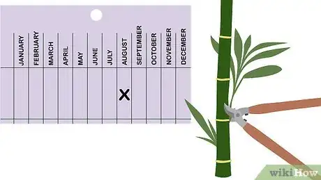 Image titled Prune Bamboo Step 1
