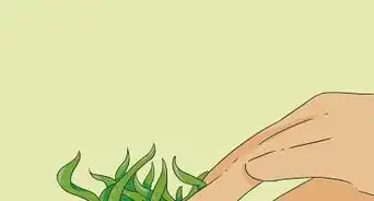 Propagate Baby Spider Plants