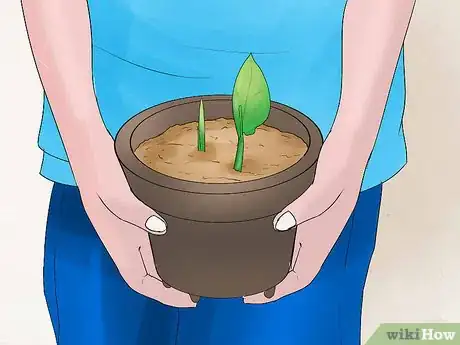 Image titled Grow Cannas Step 22
