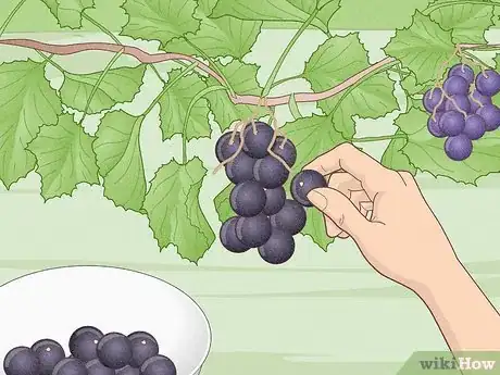 Image titled Grow Scuppernongs Step 21