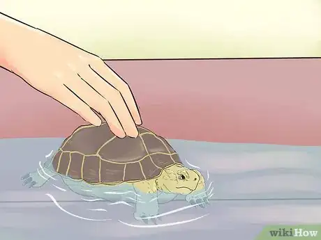 Image titled Bathe a Russian Tortoise Step 5