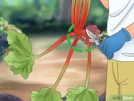Image titled Divide Rhubarb Plants Step 14