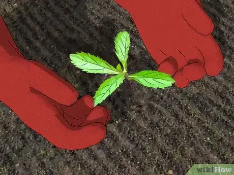 Image titled Grow Verbena Step 5