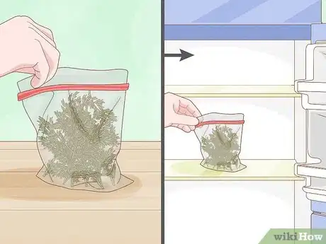 Image titled Harvest Dill Step 4