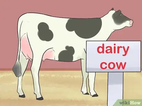 Image titled Show Heifers Step 6