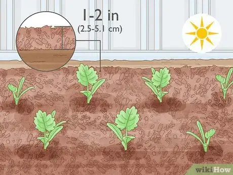 Image titled Plant Parsnips Step 11