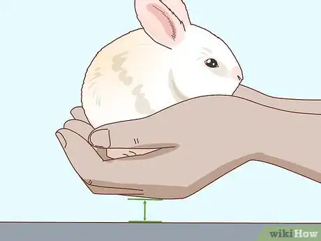 Image titled Befriend a Shy Rabbit Step 13