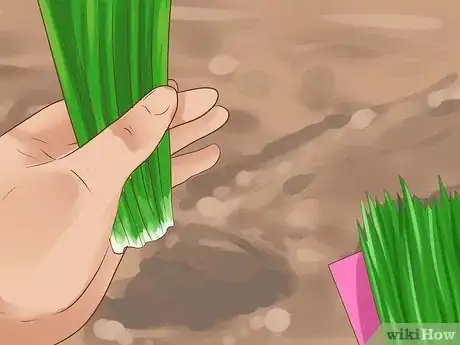 Image titled Grow Chives Step 19