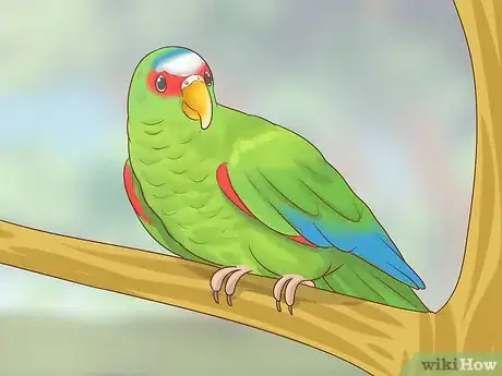 Image titled Choose an Amazon Parrot Step 4