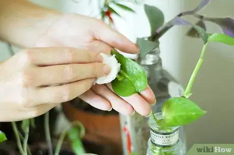 Image titled Prevent Spider Mites on Houseplants Step 2