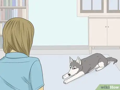 Image titled Train Seizure Alert Dogs Step 18