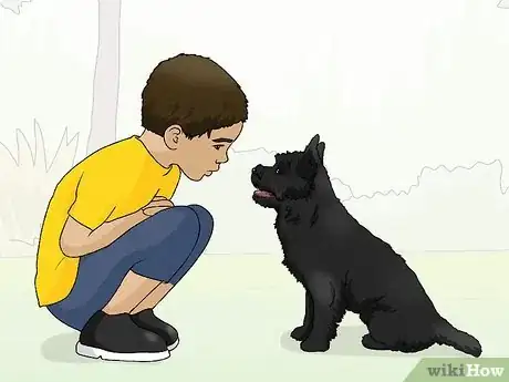 Image titled Identify a Cairn Terrier Step 16