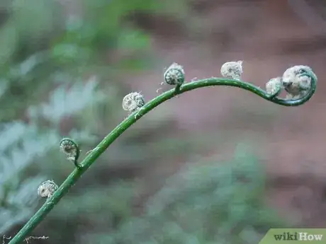 Image titled Nature Walk Step 13