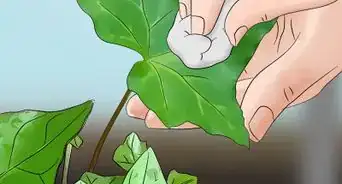 Grow English Ivy Indoors