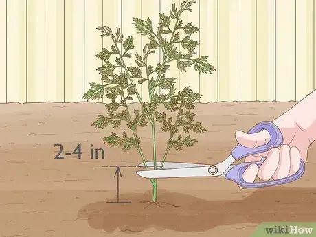 Image titled Harvest Dill Step 5