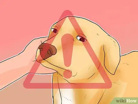 Image titled Diagnose Canine Coronavirus Step 2