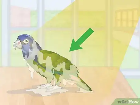 Image titled Keep Pionus Parrots Groomed Step 4